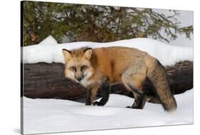 Red Fox in winter, Montana, Vulpes Vulpes-Adam Jones-Stretched Canvas