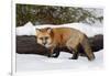 Red Fox in winter, Montana, Vulpes Vulpes-Adam Jones-Framed Photographic Print