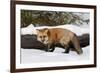 Red Fox in winter, Montana, Vulpes Vulpes-Adam Jones-Framed Premium Photographic Print