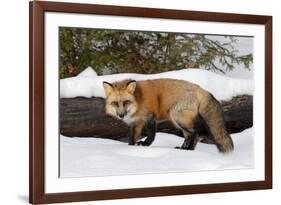 Red Fox in winter, Montana, Vulpes Vulpes-Adam Jones-Framed Premium Photographic Print