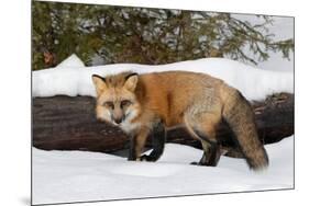 Red Fox in winter, Montana, Vulpes Vulpes-Adam Jones-Mounted Premium Photographic Print