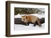 Red Fox in winter, Montana, Vulpes Vulpes-Adam Jones-Framed Photographic Print