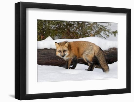 Red Fox in winter, Montana, Vulpes Vulpes-Adam Jones-Framed Photographic Print
