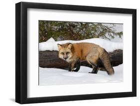 Red Fox in winter, Montana, Vulpes Vulpes-Adam Jones-Framed Photographic Print