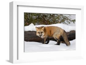 Red Fox in winter, Montana, Vulpes Vulpes-Adam Jones-Framed Photographic Print