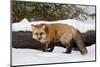 Red Fox in winter, Montana, Vulpes Vulpes-Adam Jones-Mounted Photographic Print