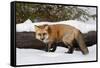 Red Fox in winter, Montana, Vulpes Vulpes-Adam Jones-Framed Stretched Canvas