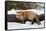 Red Fox in winter, Montana, Vulpes Vulpes-Adam Jones-Framed Stretched Canvas