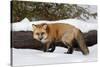 Red Fox in winter, Montana, Vulpes Vulpes-Adam Jones-Stretched Canvas