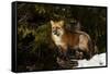 Red Fox in winter, Montana, Vulpes Vulpes-Adam Jones-Framed Stretched Canvas