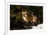 Red Fox in winter, Montana, Vulpes Vulpes-Adam Jones-Framed Premium Photographic Print