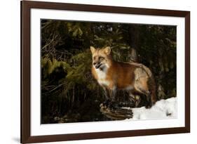 Red Fox in winter, Montana, Vulpes Vulpes-Adam Jones-Framed Premium Photographic Print