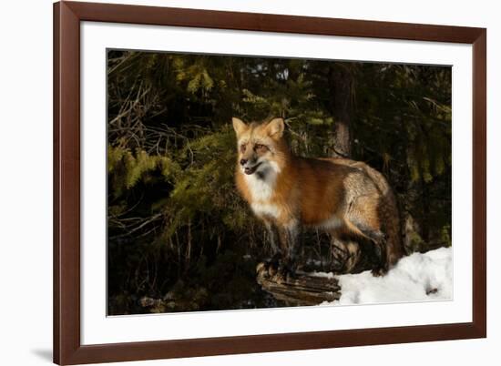 Red Fox in winter, Montana, Vulpes Vulpes-Adam Jones-Framed Premium Photographic Print