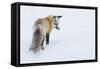 Red Fox in Winter-Ken Archer-Framed Stretched Canvas