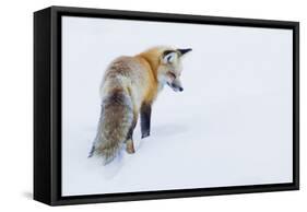 Red Fox in Winter-Ken Archer-Framed Stretched Canvas