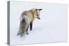 Red Fox in Winter-Ken Archer-Stretched Canvas