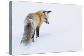 Red Fox in Winter-Ken Archer-Stretched Canvas