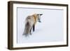 Red Fox in Winter-Ken Archer-Framed Photographic Print