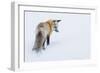 Red Fox in Winter-Ken Archer-Framed Photographic Print