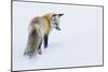 Red Fox in Winter-Ken Archer-Mounted Photographic Print