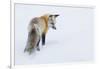 Red Fox in Winter-Ken Archer-Framed Photographic Print