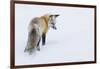 Red Fox in Winter-Ken Archer-Framed Photographic Print