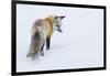 Red Fox in Winter-Ken Archer-Framed Photographic Print