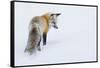 Red Fox in Winter-Ken Archer-Framed Stretched Canvas