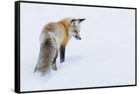 Red Fox in Winter-Ken Archer-Framed Stretched Canvas