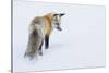 Red Fox in Winter-Ken Archer-Stretched Canvas