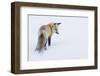 Red Fox in Winter-Ken Archer-Framed Premium Photographic Print