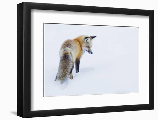 Red Fox in Winter-Ken Archer-Framed Premium Photographic Print