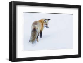 Red Fox in Winter-Ken Archer-Framed Premium Photographic Print