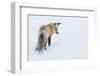 Red Fox in Winter-Ken Archer-Framed Premium Photographic Print