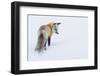 Red Fox in Winter-Ken Archer-Framed Photographic Print