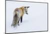 Red Fox in Winter-Ken Archer-Mounted Photographic Print