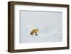 Red Fox in Winter-Ken Archer-Framed Photographic Print