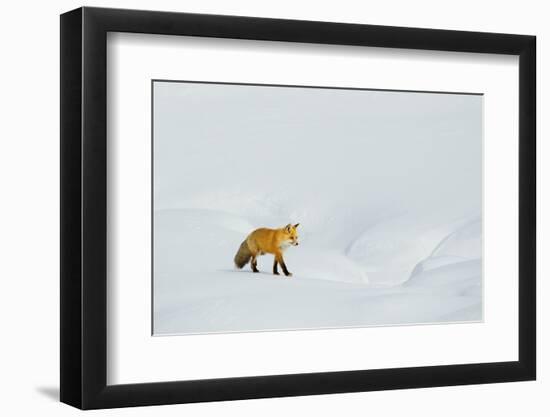 Red Fox in Winter-Ken Archer-Framed Photographic Print