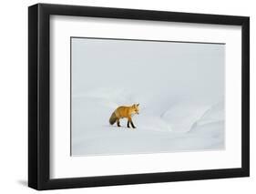 Red Fox in Winter-Ken Archer-Framed Premium Photographic Print