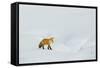 Red Fox in Winter-Ken Archer-Framed Stretched Canvas