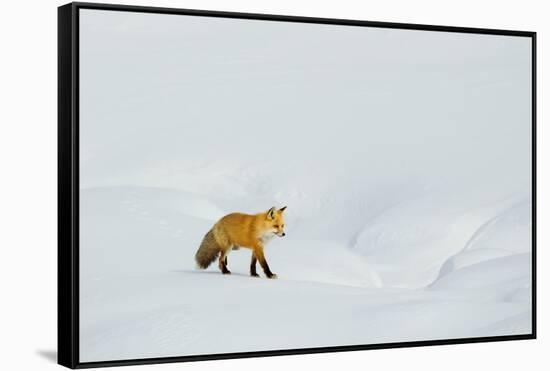 Red Fox in Winter-Ken Archer-Framed Stretched Canvas