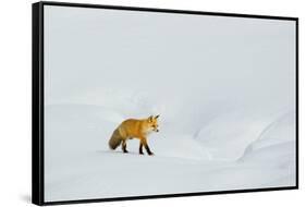 Red Fox in Winter-Ken Archer-Framed Stretched Canvas