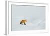 Red Fox in Winter-Ken Archer-Framed Photographic Print