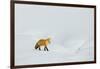 Red Fox in Winter-Ken Archer-Framed Photographic Print