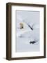 Red Fox in Winter-Ken Archer-Framed Photographic Print