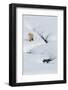 Red Fox in Winter-Ken Archer-Framed Photographic Print