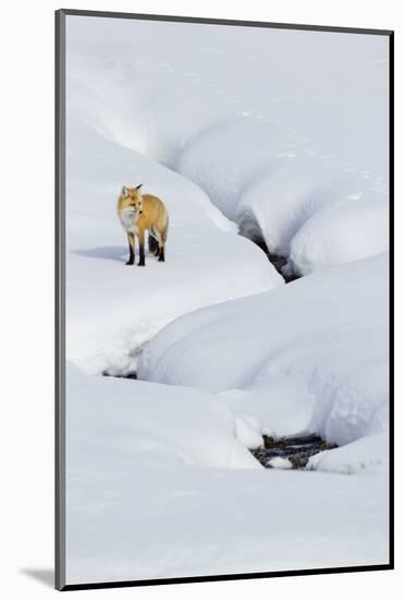 Red Fox in Winter-Ken Archer-Mounted Photographic Print