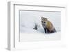 Red Fox in Winter-Ken Archer-Framed Photographic Print