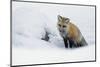Red Fox in Winter-Ken Archer-Mounted Photographic Print