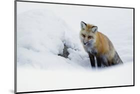 Red Fox in Winter-Ken Archer-Mounted Photographic Print